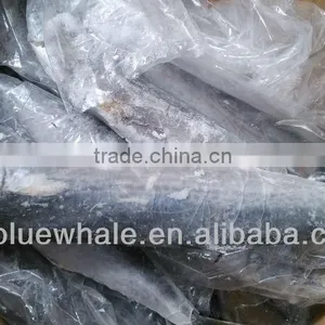 Frozen Whole Round Spanish Mackerel 1000-1500g thumbnail-1