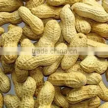 Groundnut Inshell thumbnail-3