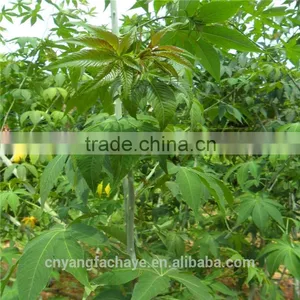 Guangxi Sweet Tea and Chinese Herb Tea thumbnail-2