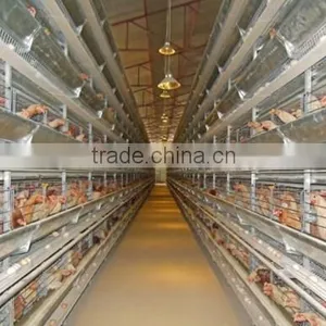 Automatic Environmental Controlled Chicken Farms Construction thumbnail-6