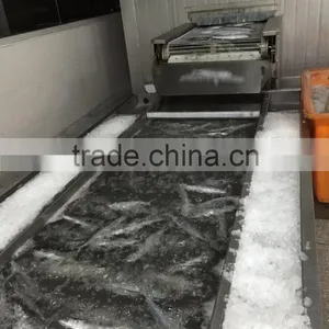 Bulk Packing Good Quality Spanish Mackerel Frozen On Board thumbnail-4