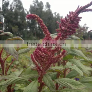 Amaranth thumbnail-1