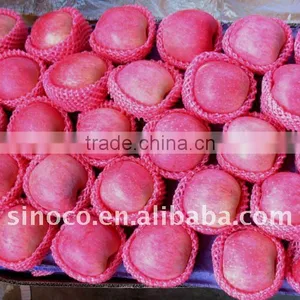 Shaanxi Fuji Apple /Red Fuji Apple thumbnail-1