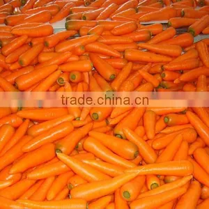 Bulk Carrot Wholesale thumbnail-1