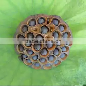 Nelumbo Nucifera Gaertn Lotus Nut Lotus Seeds thumbnail-4