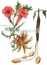 GMP Natural High Quality Harpagophytum Procumbens Extract thumbnail-3
