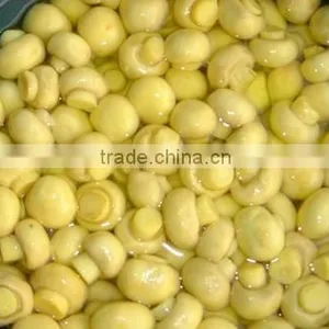 Mushroom in Chemical in Drum thumbnail-1