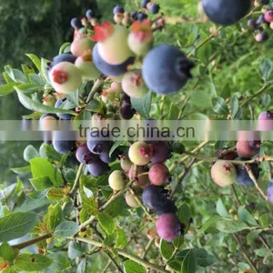 Anti=oxidant Blueberry P.E With Anthocyanidins 5-25% ,Extract Ratio 5:1 and 10:1blueberry Fruit Powder thumbnail-1