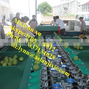 Fruit Sorting Machine by Weight /apple Sorting Machine thumbnail-4