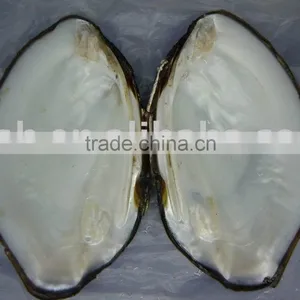 THICK and WHITE Chinese Freshwater Mussel Shell thumbnail-1