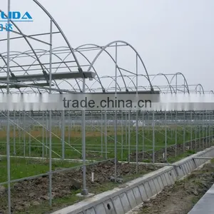 Greenhouse Tomato thumbnail-3