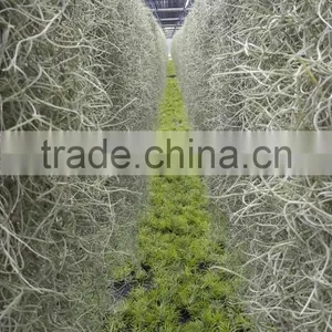 Tillandsia Air Plant thumbnail-2