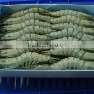 Black Tiger Shrimps HOSO thumbnail-1