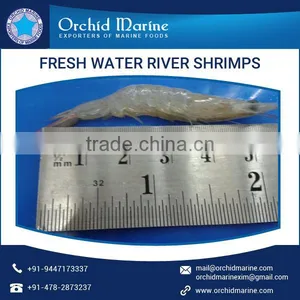 HACCP Certified Supplier of Fresh Water River Shrimps at Reasonable Price thumbnail-2