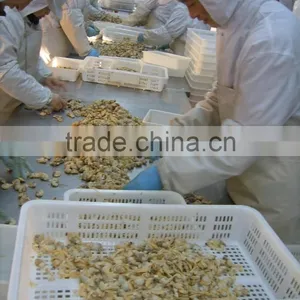 Tasty and Delicious Best Frozen Baby Clam Without Shell Iqf thumbnail-3