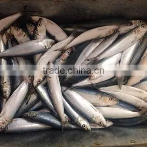 Land Frozen Sardine for Bait Hot Sale thumbnail-1