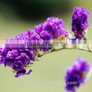 Flower Fresh Cut Flower Trusted Suppliers Purple Statice Popular Wholesale Festival Items thumbnail-1