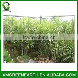 Dracaena Fragrans thumbnail-1