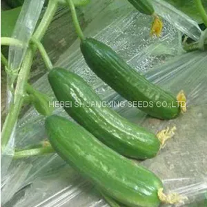 Early Maturity Hybrid Cucumber Seeds for Sale thumbnail-3