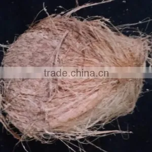 Coconuts for Sale thumbnail-1