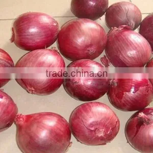 China Onion at Good Price of per Ton thumbnail-2