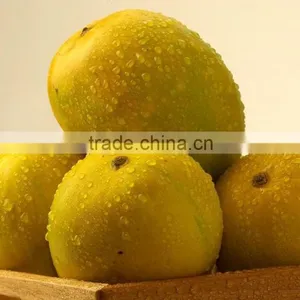 Fresh Alphonso Mangoes Exporters in India thumbnail-4