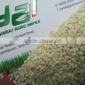 Sesame Seeds in Gujarat thumbnail-1