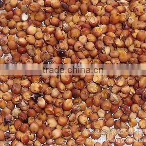 Red Sorghum Market Price With New Crop thumbnail-1