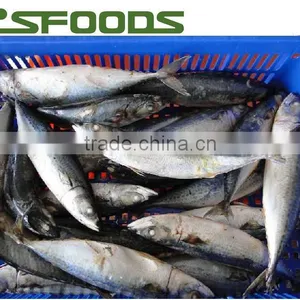Frozen Pacific Mackerel thumbnail-1