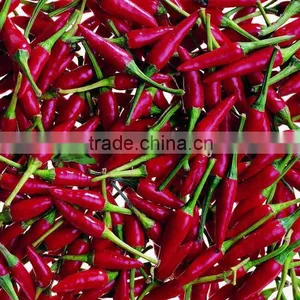 Export Dried Chilli of China 2012 Hot Agriculture Thing thumbnail-1