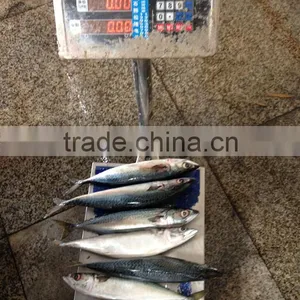 Quality Seafood Product Frozen Mackerel thumbnail-1