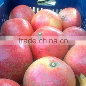 SGS Quality Certification of Egyptian Pomegranates thumbnail-5