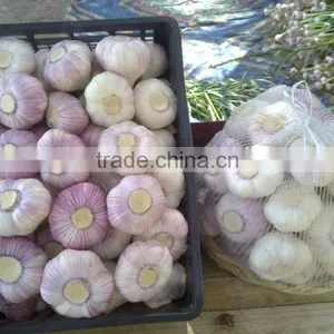 Best Price Natural Chinese Fresh Red / White Garlic thumbnail-1