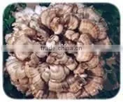 Maitake Mushroom Extract thumbnail-1