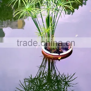 Fishscale Bamboo Bonsai thumbnail-2