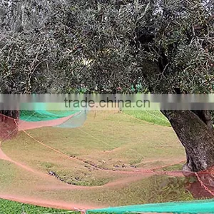 Olive Harvest Net thumbnail-5
