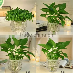 Hot Sale Glass Ball Vase Clear Glass Ball Vase thumbnail-1