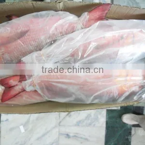 Frozen Red Snapper Whole thumbnail-2