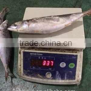 300-400g Frozen Fish thumbnail-2