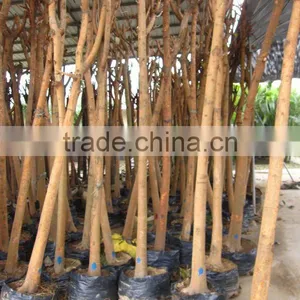 Ficus Religiosa Exported for Saudi Arabia thumbnail-1