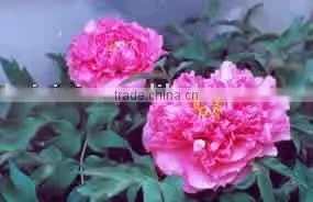 Tree Peony Plant Root Chun Hong Jiao Yan thumbnail-1