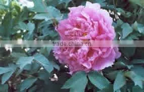 Tree Peony Plant Root thumbnail-1