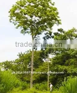 Cedar Wood Oil thumbnail-1