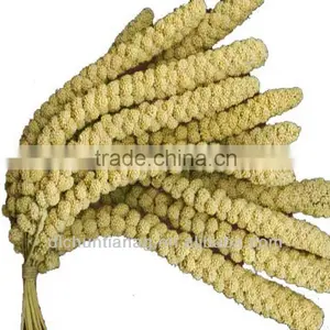 Organic Yellow/red Millet Spray thumbnail-3