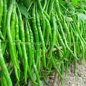 Green Thin And Long Hot Chili Pepper Seeds For Planting thumbnail-2