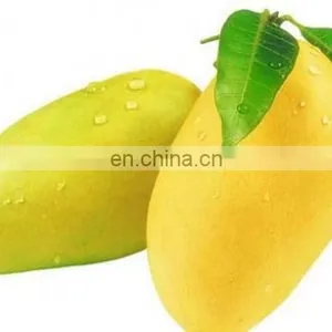 High Quality Fresh Mango Export Originating From Vietnam thumbnail-2
