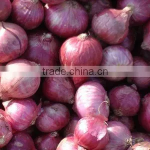 Shallot Onion thumbnail-1