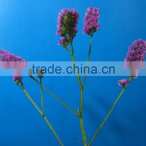 Elegant in Smell Best Selling Light Short Branch Myosotis thumbnail-1