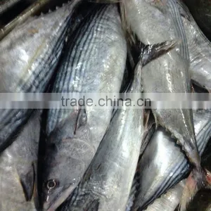 Frozen Bonito Fish thumbnail-1