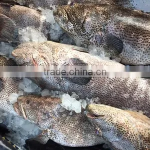FROZEN REEFCOD/GROUPER WHOLE I.F./IWP thumbnail-3